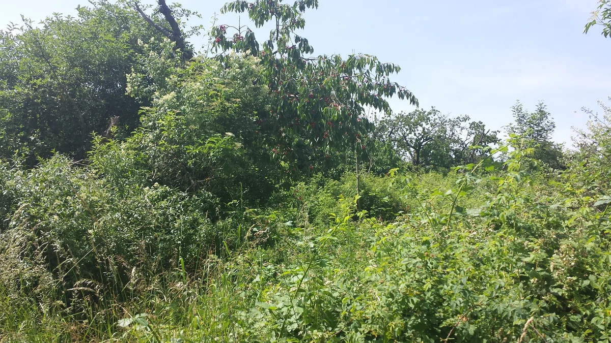 2015 - Původní stav před zahájením obnovy sadu - 2