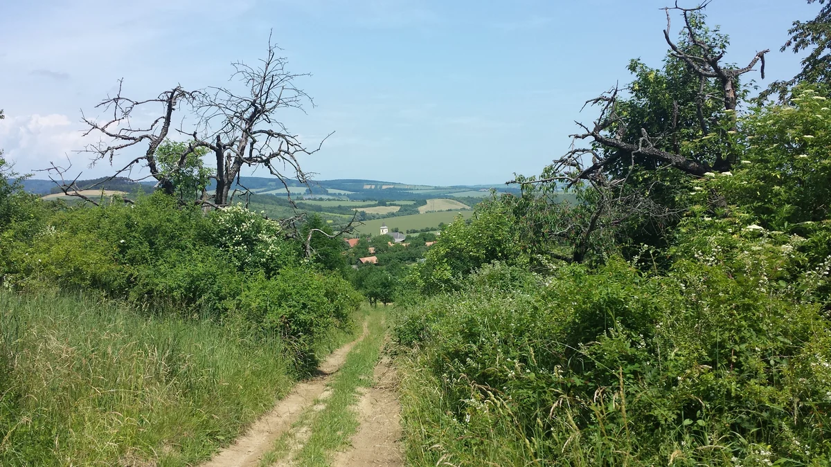 2015 - Původní stav před zahájením obnovy sadu - 3