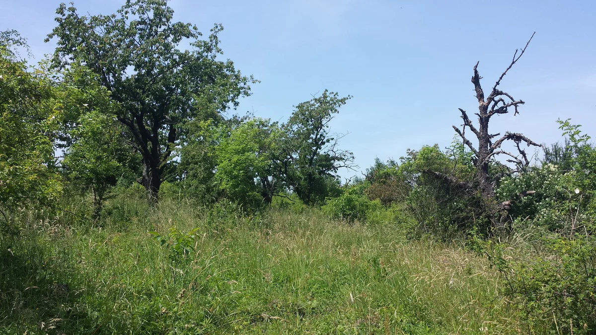 2015 - Původní stav před zahájením obnovy sadu