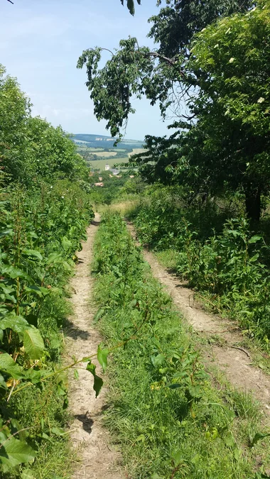 2015 - Původní stav před zahájením obnovy sadu - 5