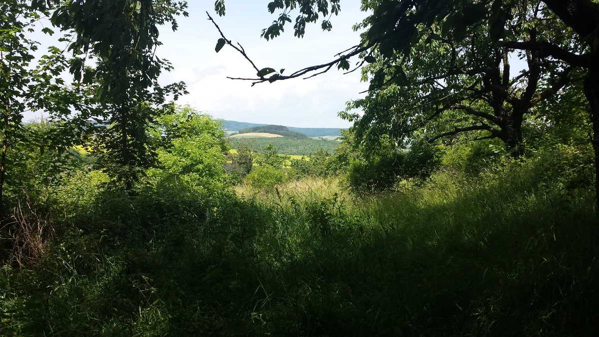 2015 - Původní stav před zahájením obnovy sadu - 7