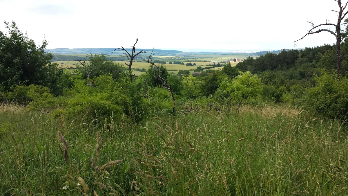 2015 - Původní stav před zahájením obnovy sadu - 9