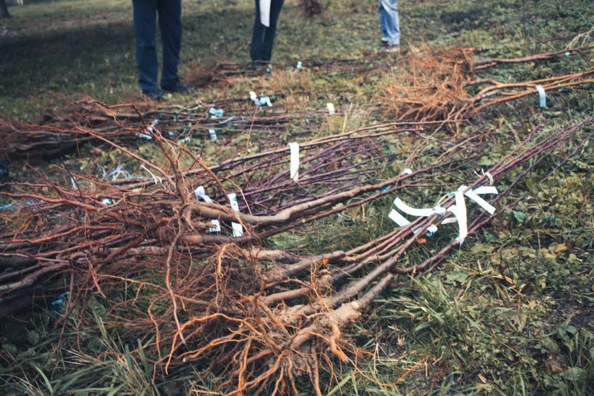 2020 - Říjen - Výsadba - 6