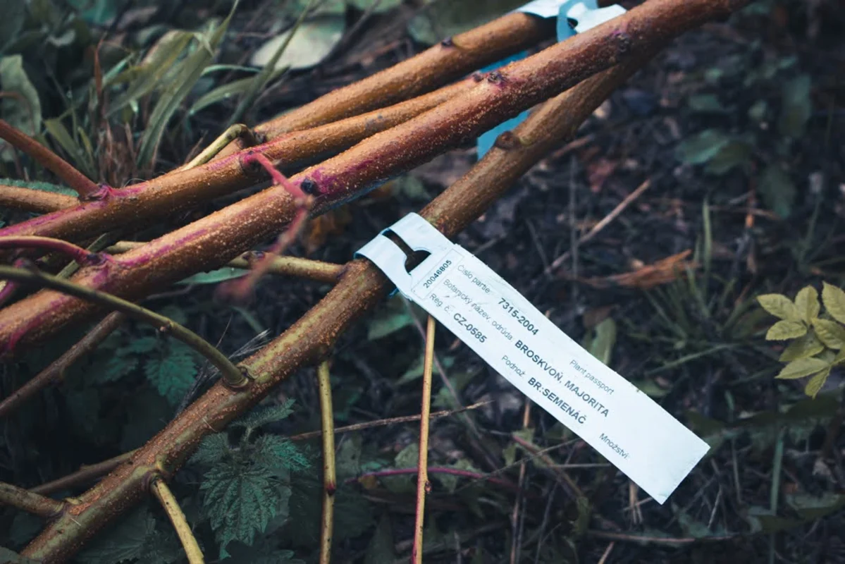 2020 - Říjen - Výsadba - 7