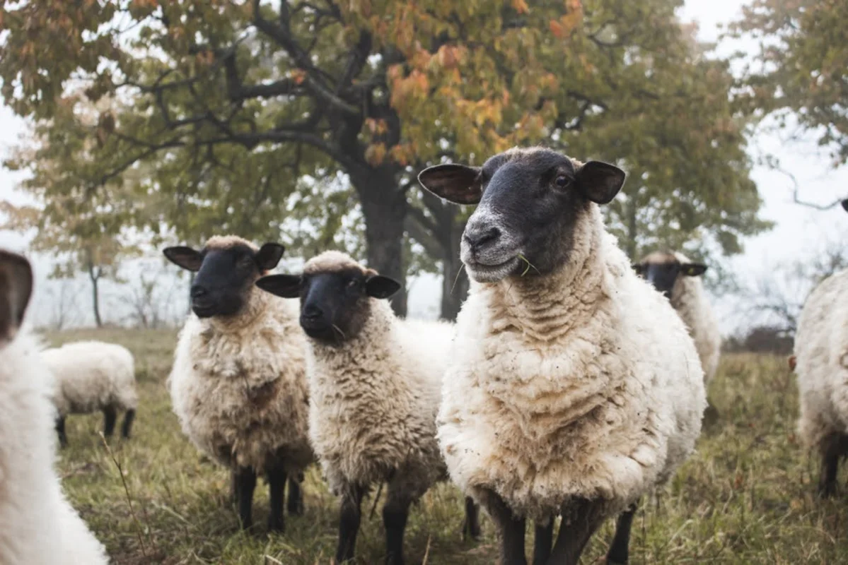 2020 - Říjen - Výsadba - 12