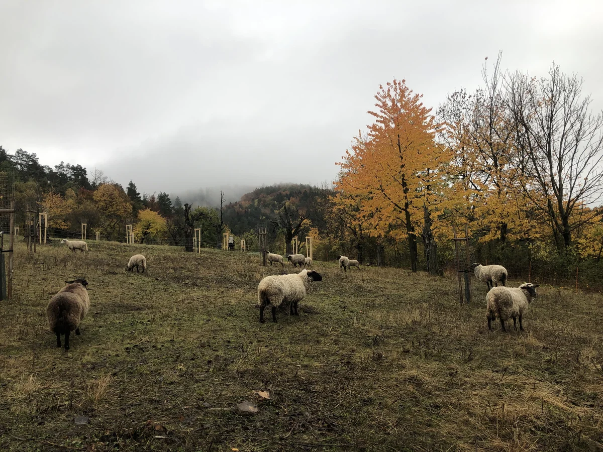 2020 - Říjen - Výsadba - 18